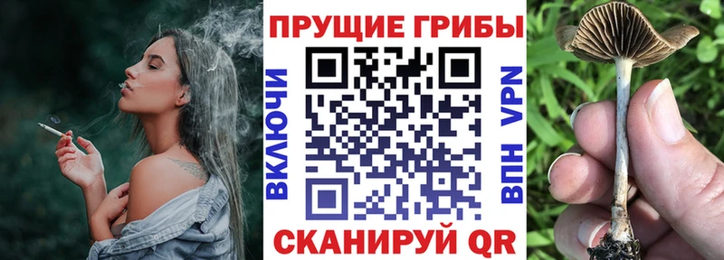 Галлюциногенные грибы Psilocybe  где купить   Суворов 